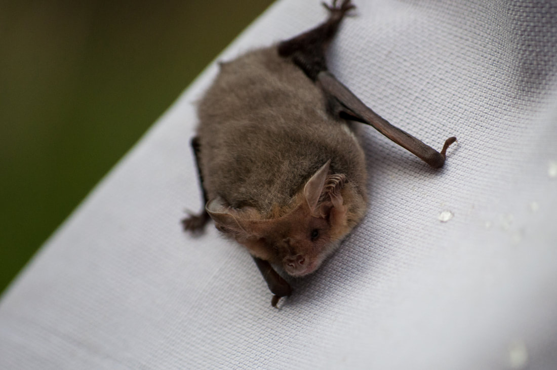 Micro Bat - Central Victoria 