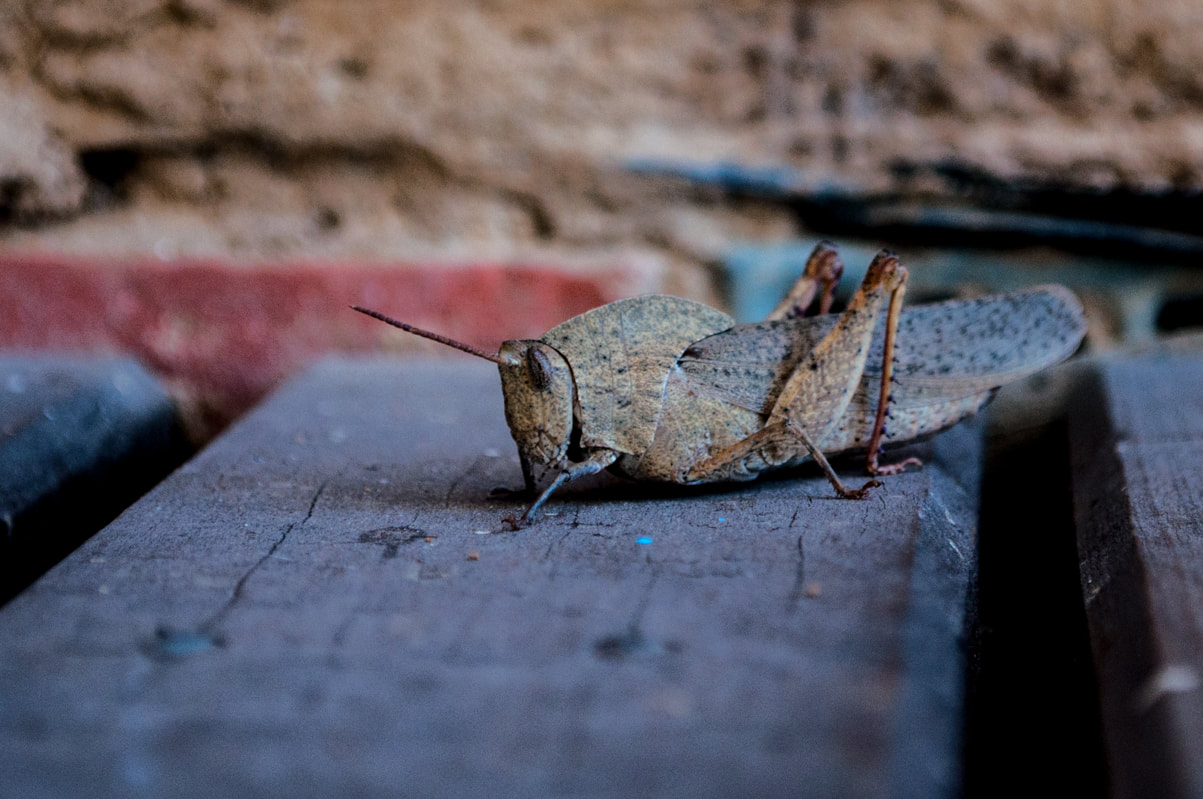 Grasshopper - Central Victoria