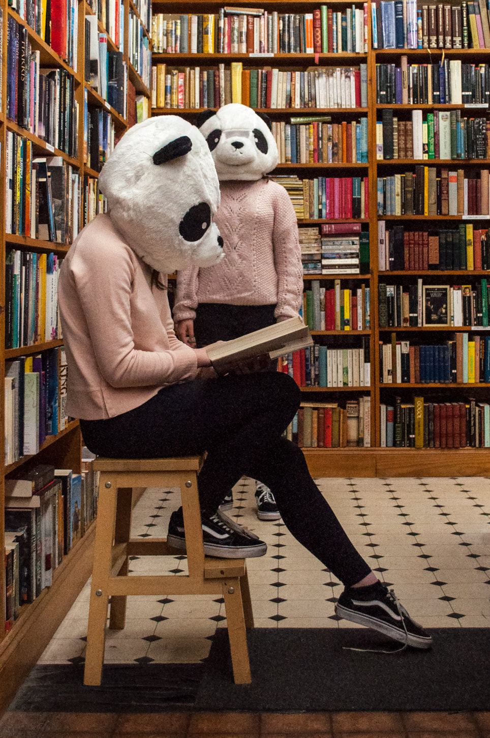 Panda Bears Reading in bookshop