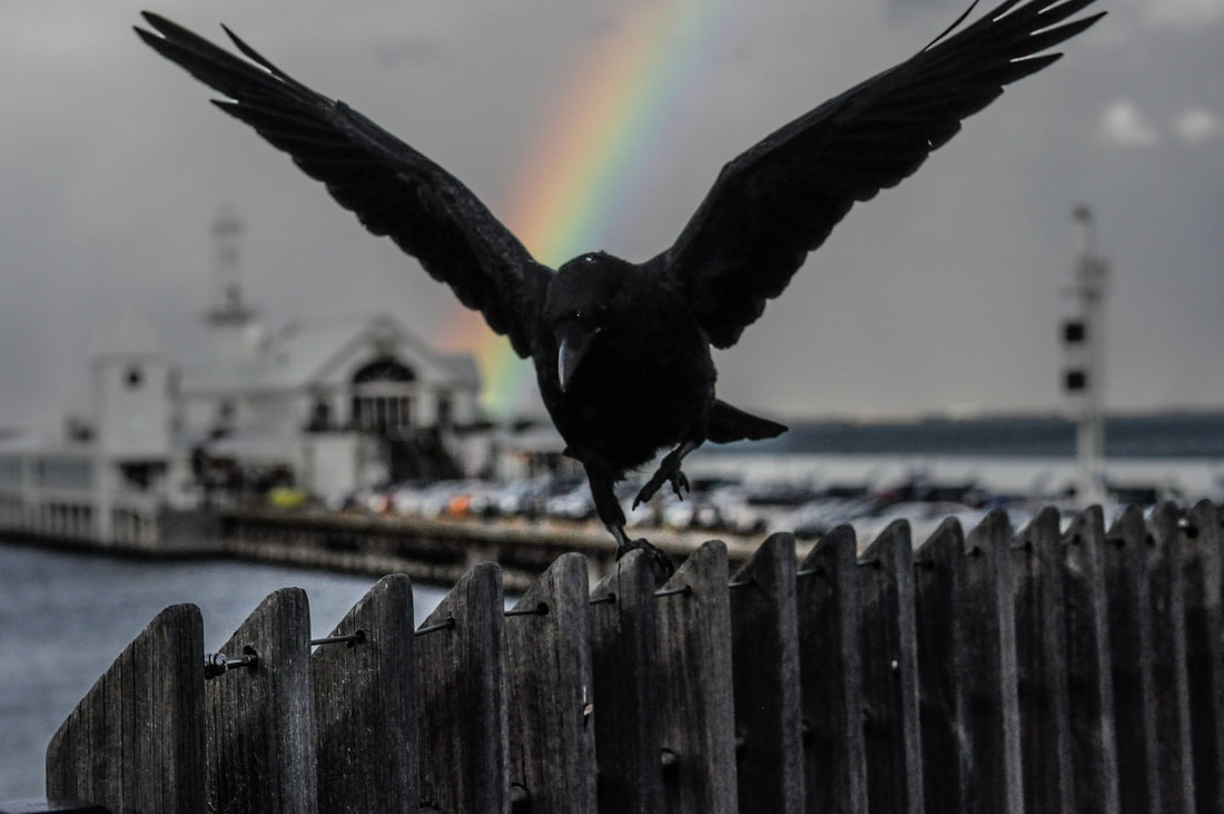 Rainbow Crow - Geelong Pier